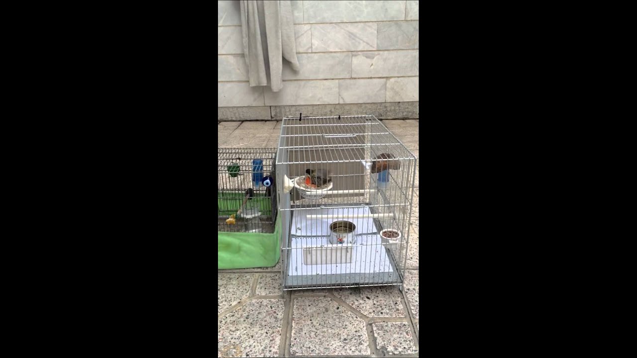 Red fronted serin Canary with Serinus pusillus 