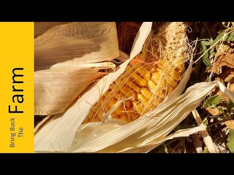 Video: Hoe Sierra Norte Mexicaanse Whisky Maakte Met Heritage Corn