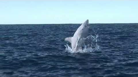 Houdini: flip sim stitched with ocean