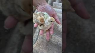 Recém-nascido. #aves #galinha #pintinhos