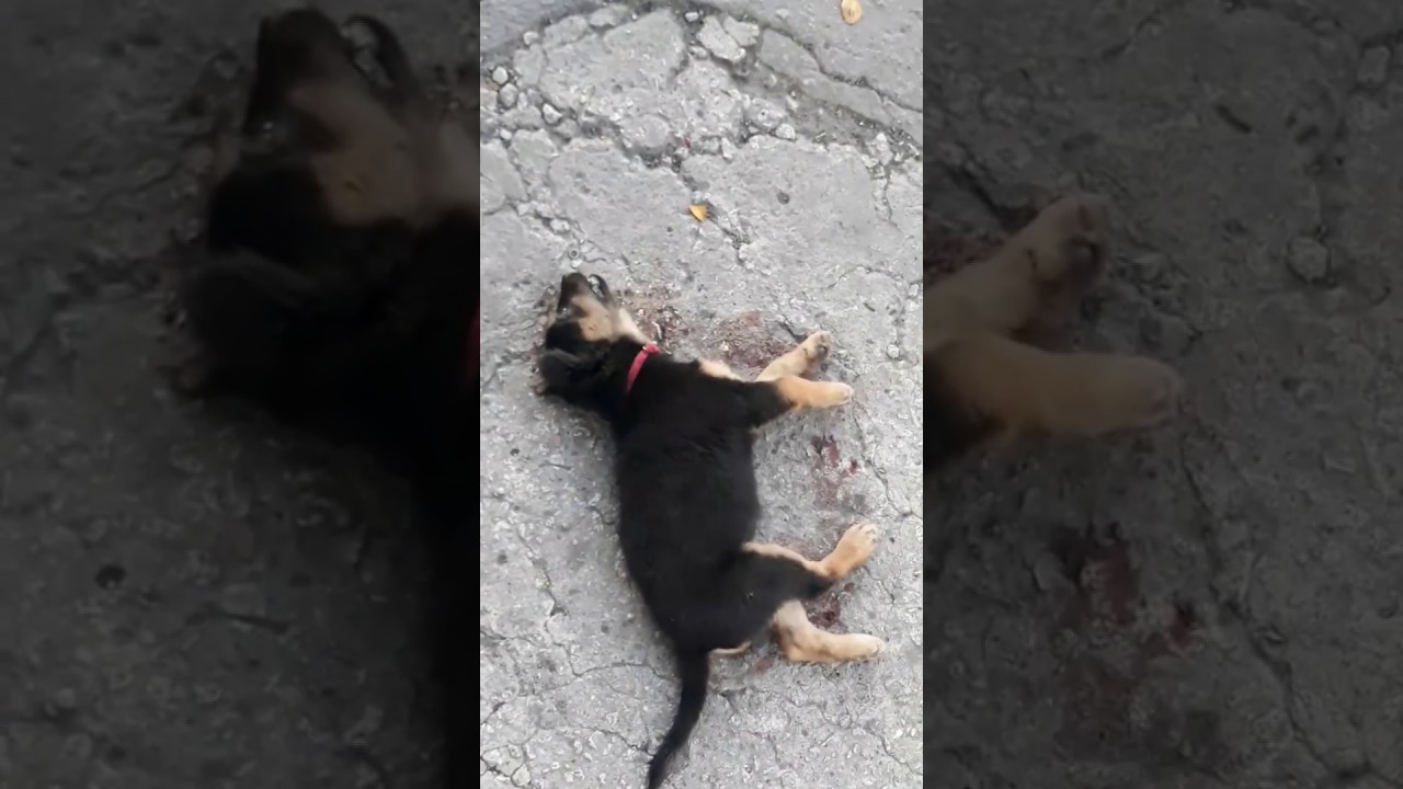 dog died hit by a car/anjing mati tertabrak mobil YouTube