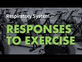 Respiratory System Responses to Exercise Quiz