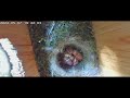 07052024  evening blue  tit breeding season 2024