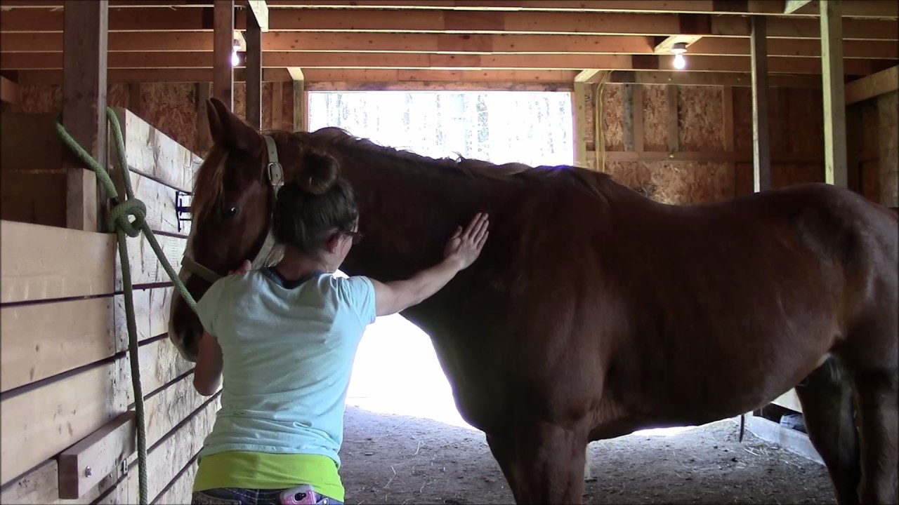 Equine massage Horse 3 (Part 3) YouTube
