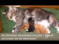 Katzenbabys trinken bei Mama an der Milchbar! 7 Tage alt......www.sibirische-katzen-hamburg.de