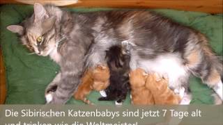 Katzenbabys trinken bei Mama an der Milchbar! 7 Tage alt......www.sibirische-katzen-hamburg.de