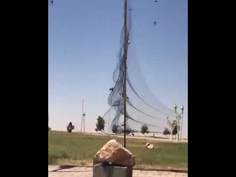صيد مجموعة طيور بطريقة مخالفه في مكان عام