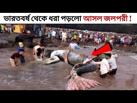 ভিডিও: মারমেইড নাকি মারম্যান?