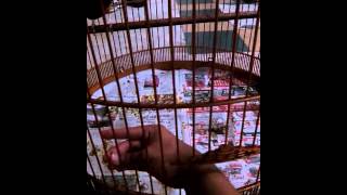 wild shama screenshot 2