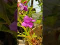 Balsam flowers (Impatiens balsamina)