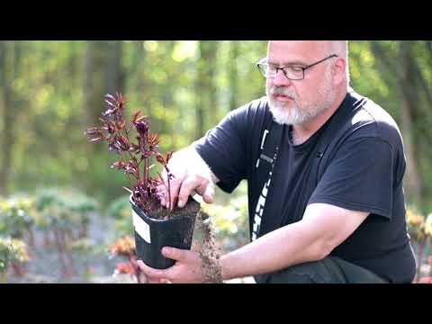 Video: Kuinka istuttaa pionit keväällä