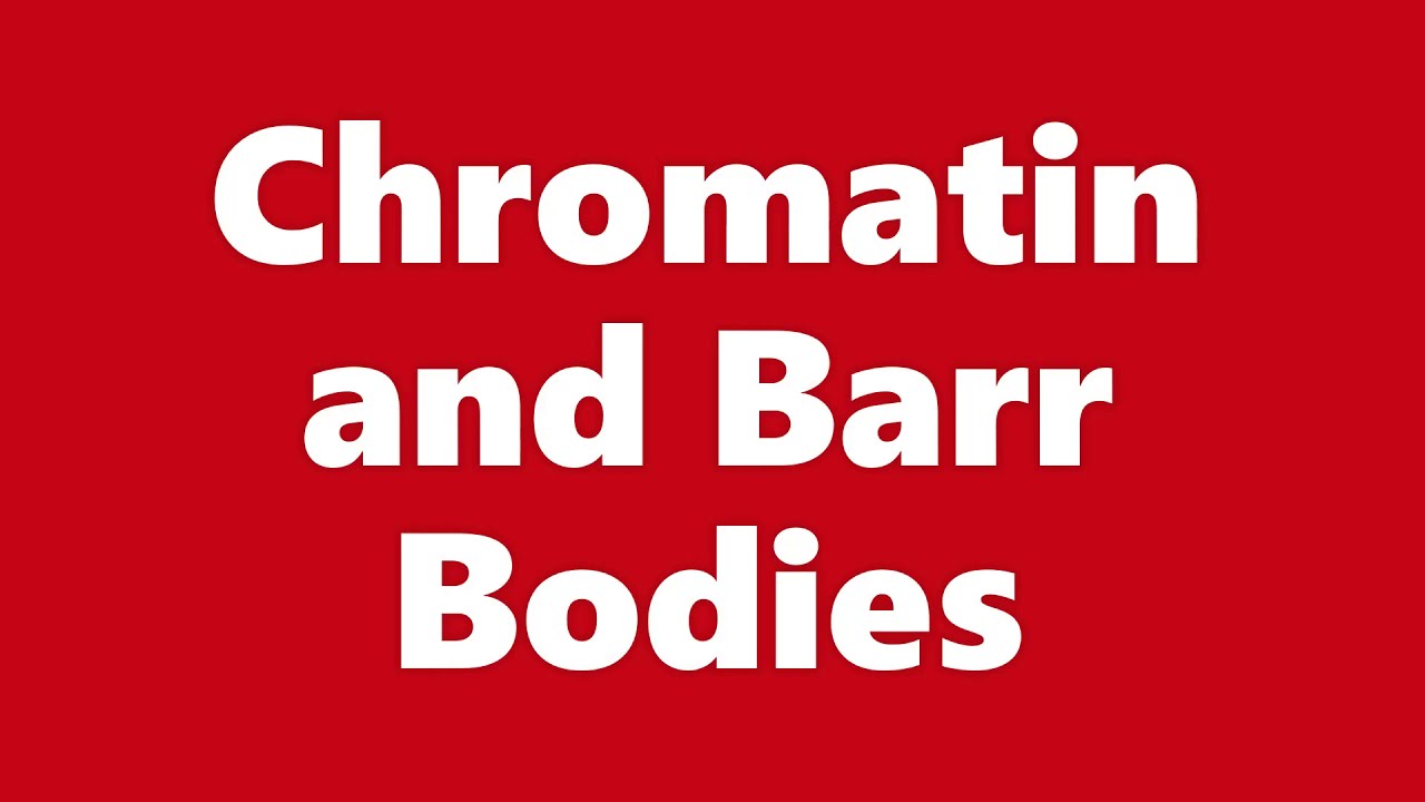 Bio Ch 13: Chromatin and Barr Bodies
