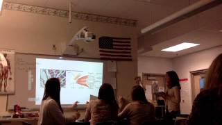 Science teaching strategies: muscle direct instruction