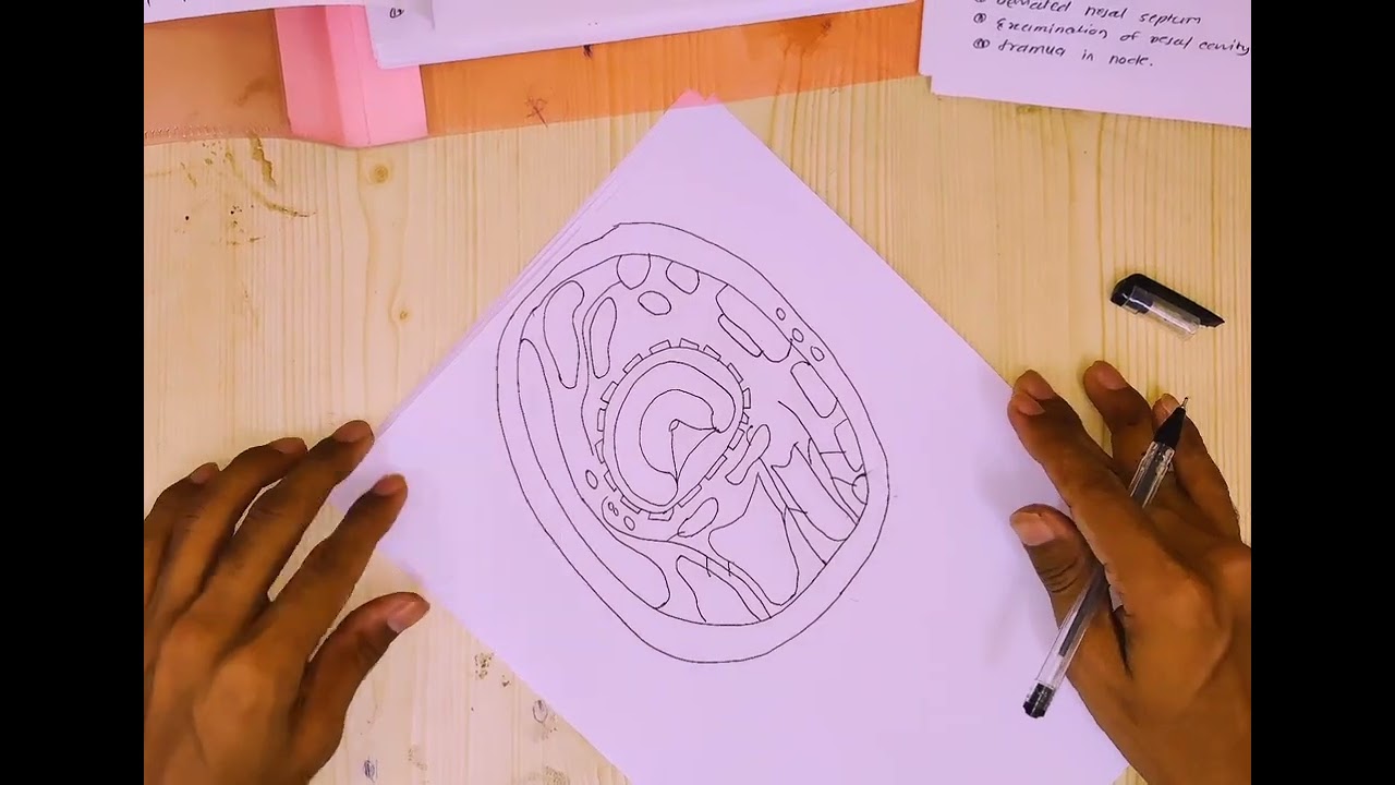 HOW TO DRAW HIP JOINT DIAGRAM 💪 