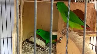 belajar ternak, burung serindit (loriculus galgulus)