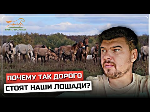 Начались продажи наших башкирских лошадей | Почему так дорого стоят наши аборигенные лошади