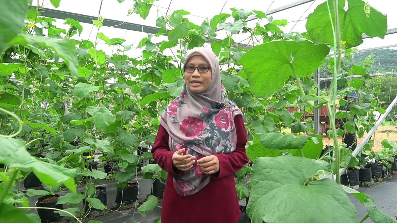 🍈 𝐑𝐨𝐜𝐤 𝐌𝐞𝐥𝐨𝐧: 𝐌𝐚𝐧𝐢𝐬 𝐝𝐚𝐧 𝐁𝐞𝐫𝐤𝐡𝐚𝐬𝐢𝐚𝐭 🍈