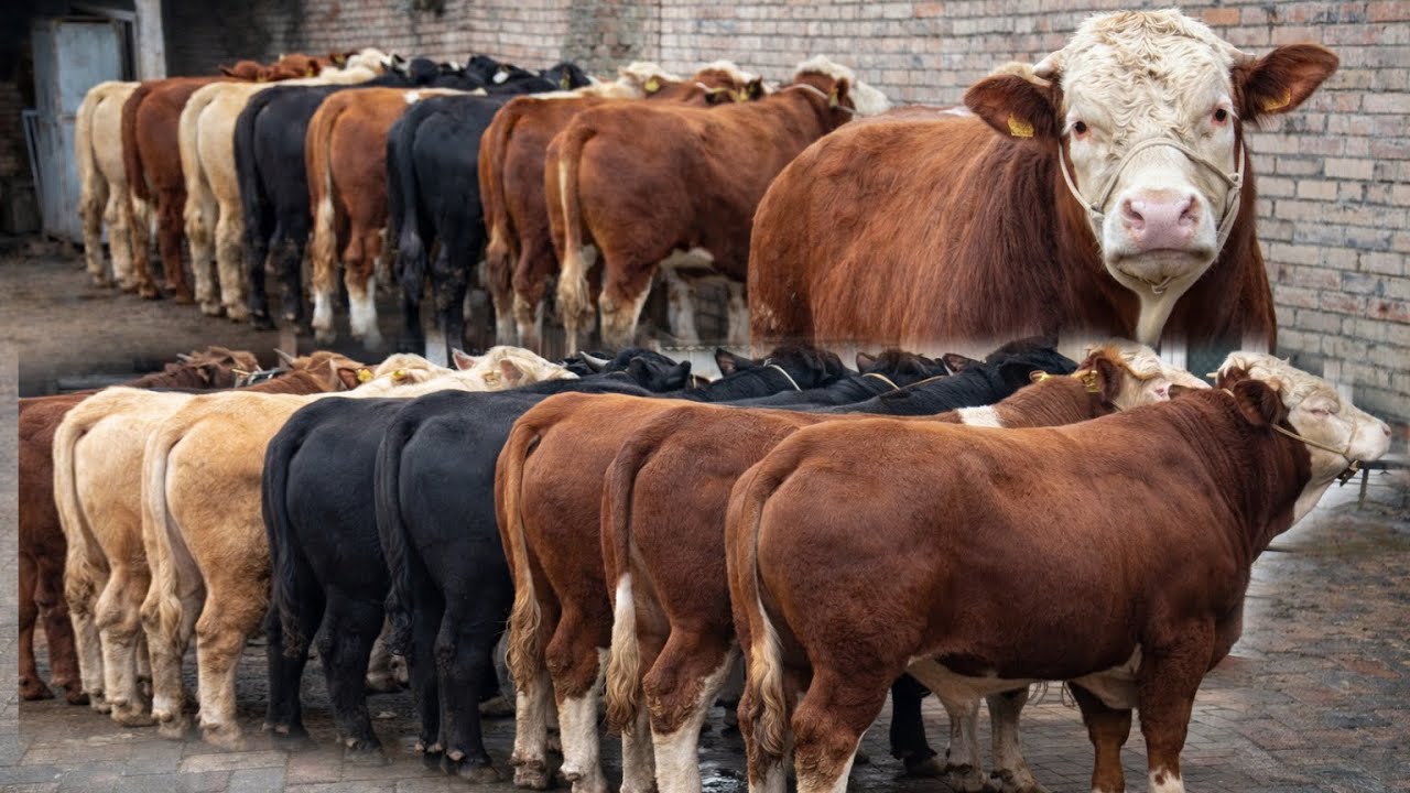 MEGA MEGA BONUSLAR BISHLANDI✅✅✅6 марта 2026 г.