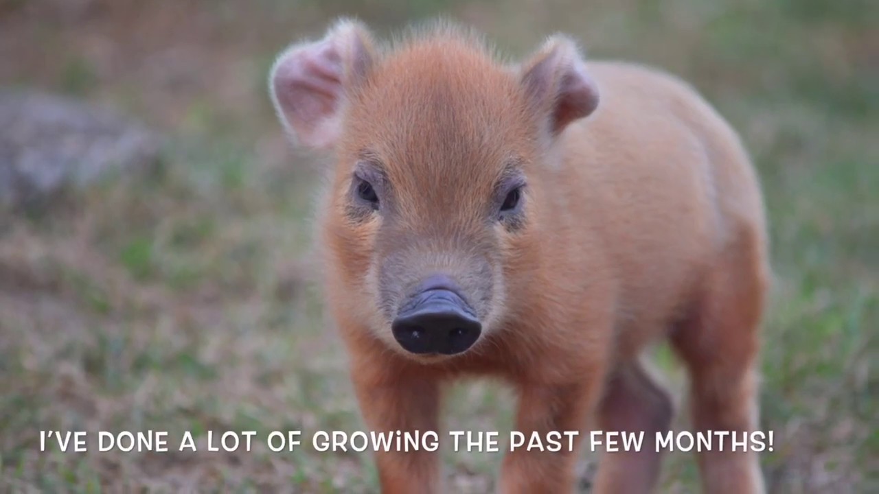 Aiko the Orphan Piglet
