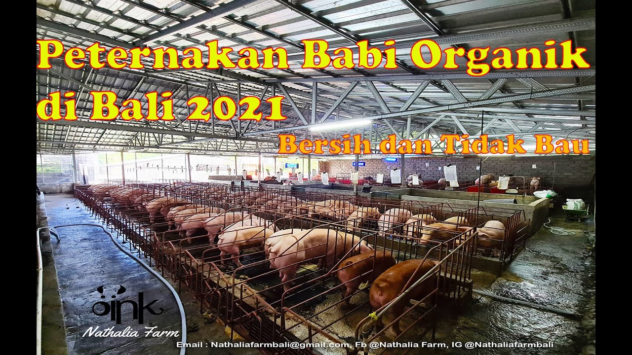 Kandang Babi Organik Nathalia Farm 2021 YouTube