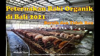 Kandang Babi Organik Nathalia Farm 2021