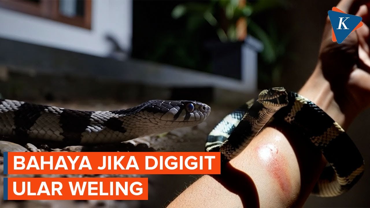 Mengenal Ular Weling: Tidak Agresif, tetapi Bisanya Mematikan