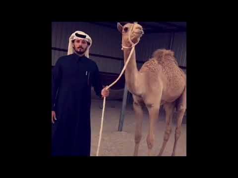 مبروك الناموس لفهد بن سعود بن نجمان الحقباني بفوز القعود مشكور