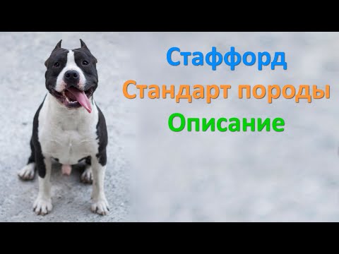 Стаффордширский терьер. Стандарт породы. Амстафф описание