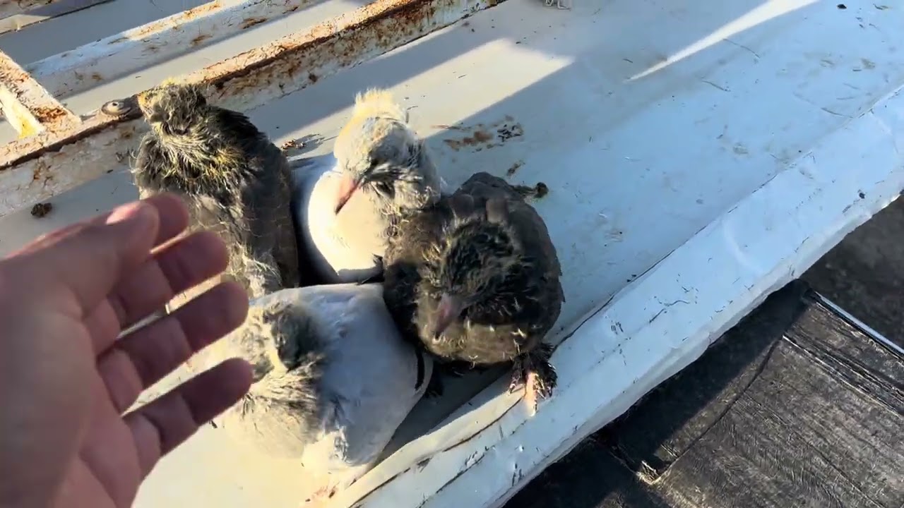 Kümeste yeni güvercin eşlemeleri  yaptık yavru kuşlarımız gün geçtikçe güzelleşiyor 