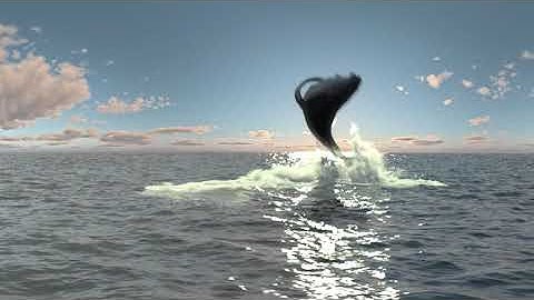 Whale Jump In Ocean