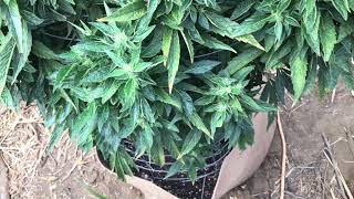 Outdoor medical grow: 2017