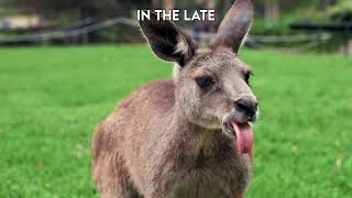 Australia's Jumping Giants: Kangaroos| Paws on the Planet