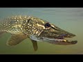 Northern Pike - Amazing Animal