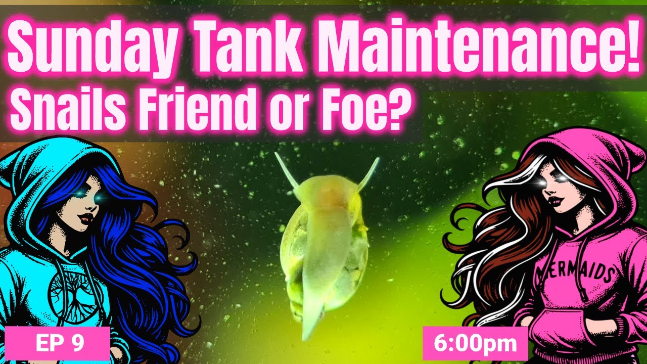 Sunday Tank Maintenance: Snails Friend or Foe? EP9 Live Hosted by Brenda and Dina  📱