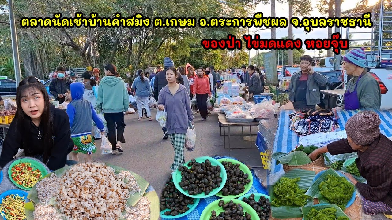 ตลาดนัดเช้าบ้านคำสมิง อ.ตระการพืชผล จ.อุบลราชธานี ไข่มดแดง เทา หอยเดื่อ 