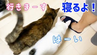 パパが声掛けすると並んで退場する兄妹猫