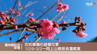 古坑草嶺石壁櫻花季 1月29日到3月2日一同上山感受浪漫氣氛