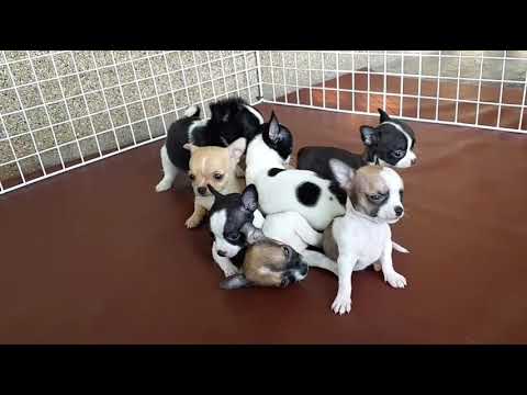 ขายลูกสุนัขชิวาวา3,800มีชุดใหม่มาเรื่อยๆติดตามเพจ Happylalazoo