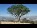 Wisdom tree hike in hollywood