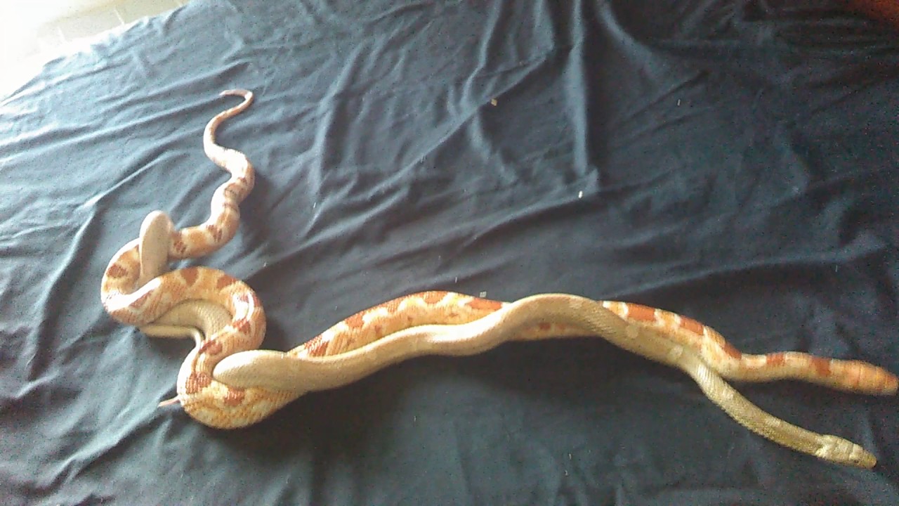 camera iphone 8 plus apk Update on my corn snakes