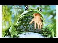 Frogs | 1972 | When Adorable Frogs Fight Back | A Film Review