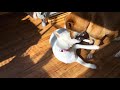 保護犬エルさんの白い歯 White teeth Protective dog Elle