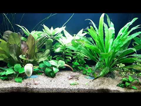 100l Mikrogeophagus altispinosus - Bolivian Ram -