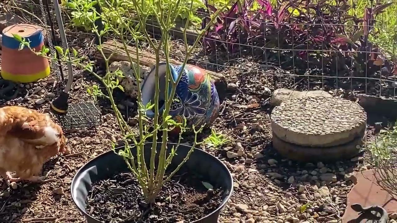 Как помочь курам восстановить перья после линьки, спаривания или травли