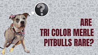 Are TriColor Merle Pitbulls Rare???