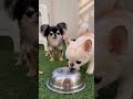 やっぱり何度も見ちゃう😂 #capcut