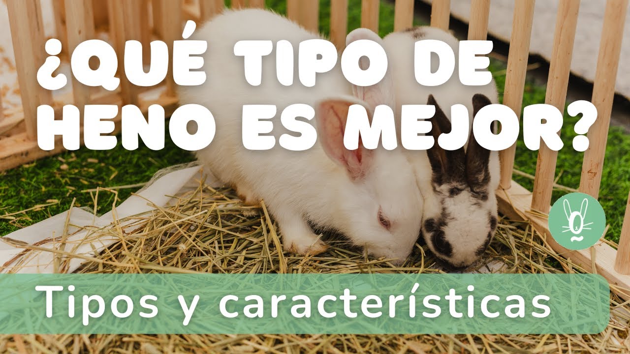 🥕 El Mejor Heno para Conejos y Cobayas | Tipos y características