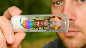 10 Most Expensive Insects to Find and Sell