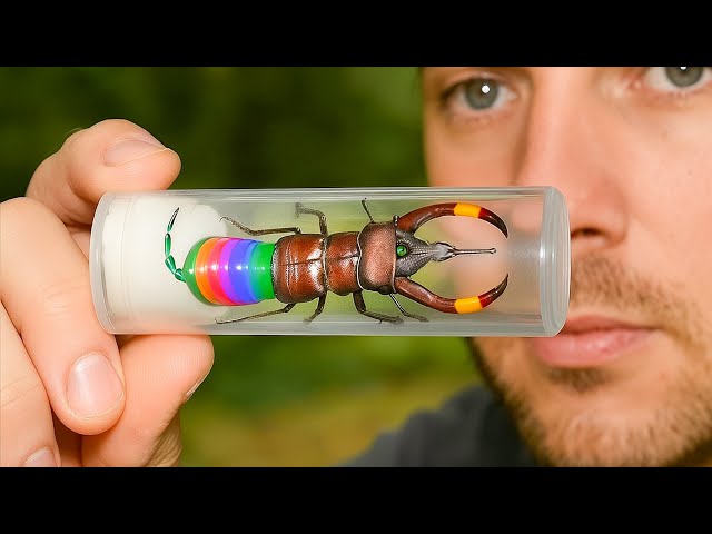 10 Most Expensive Insects to Find and Sell - YouTube