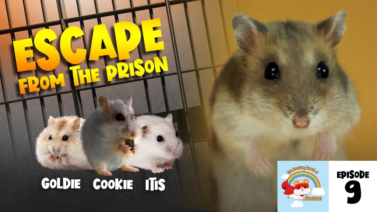 Escape from The Prison - Super Cute Hamster Maze - Ham-Ham Battle ep.9 🐹